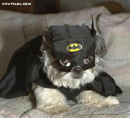 Bat-dog