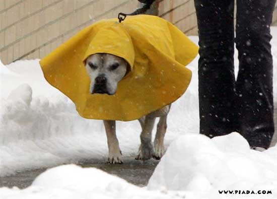 Cachorro na neve