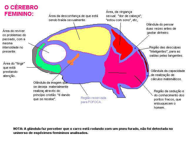 CÃ©rebro feminino