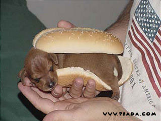 Hot dog 4