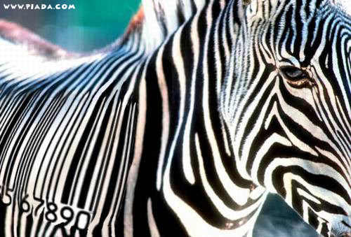 Zebra Ã  venda