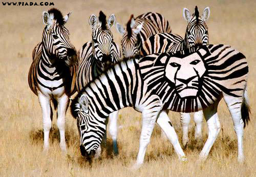 Zebra camuflada